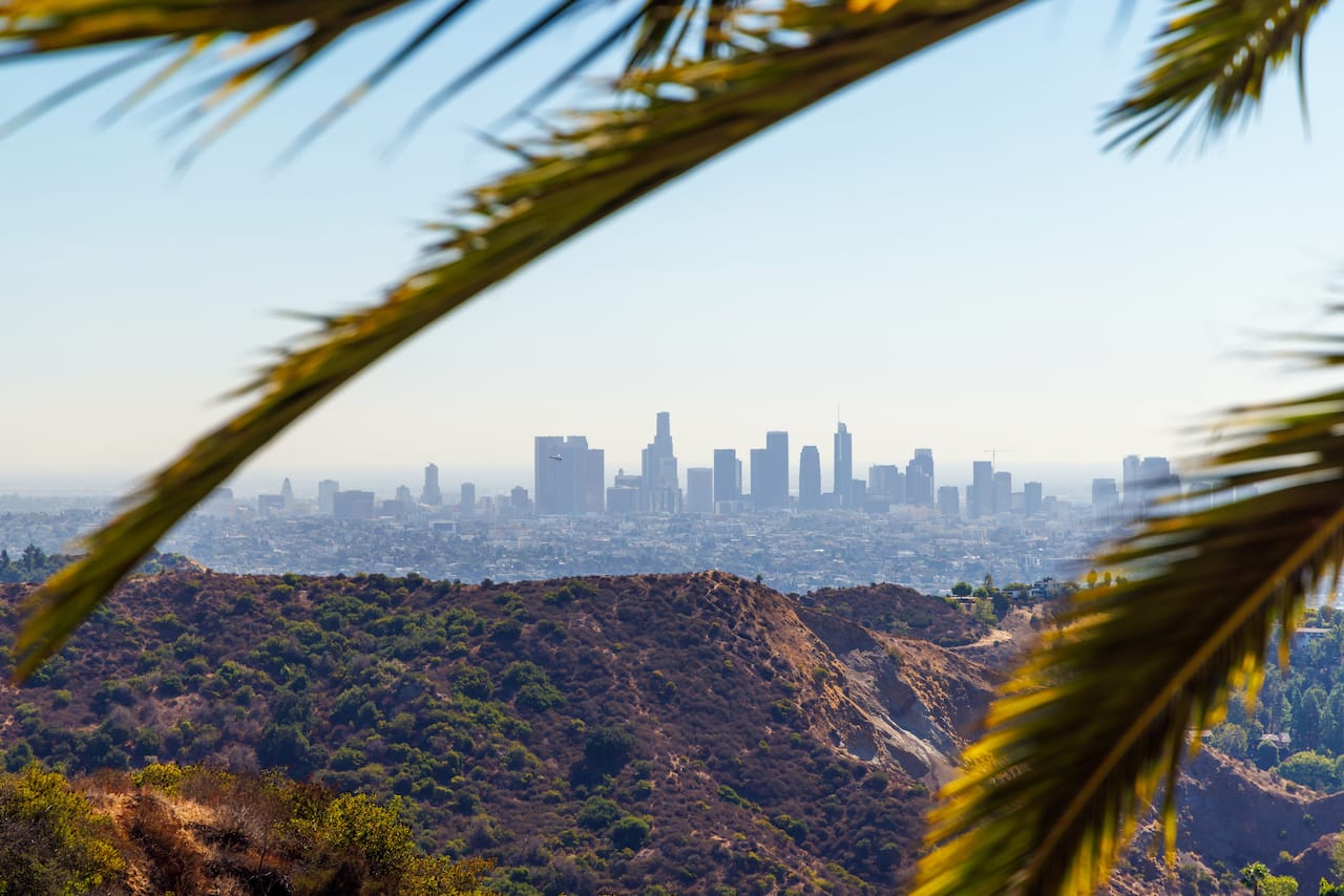 A landscape view of the city of Los Angeles with palm fronds
