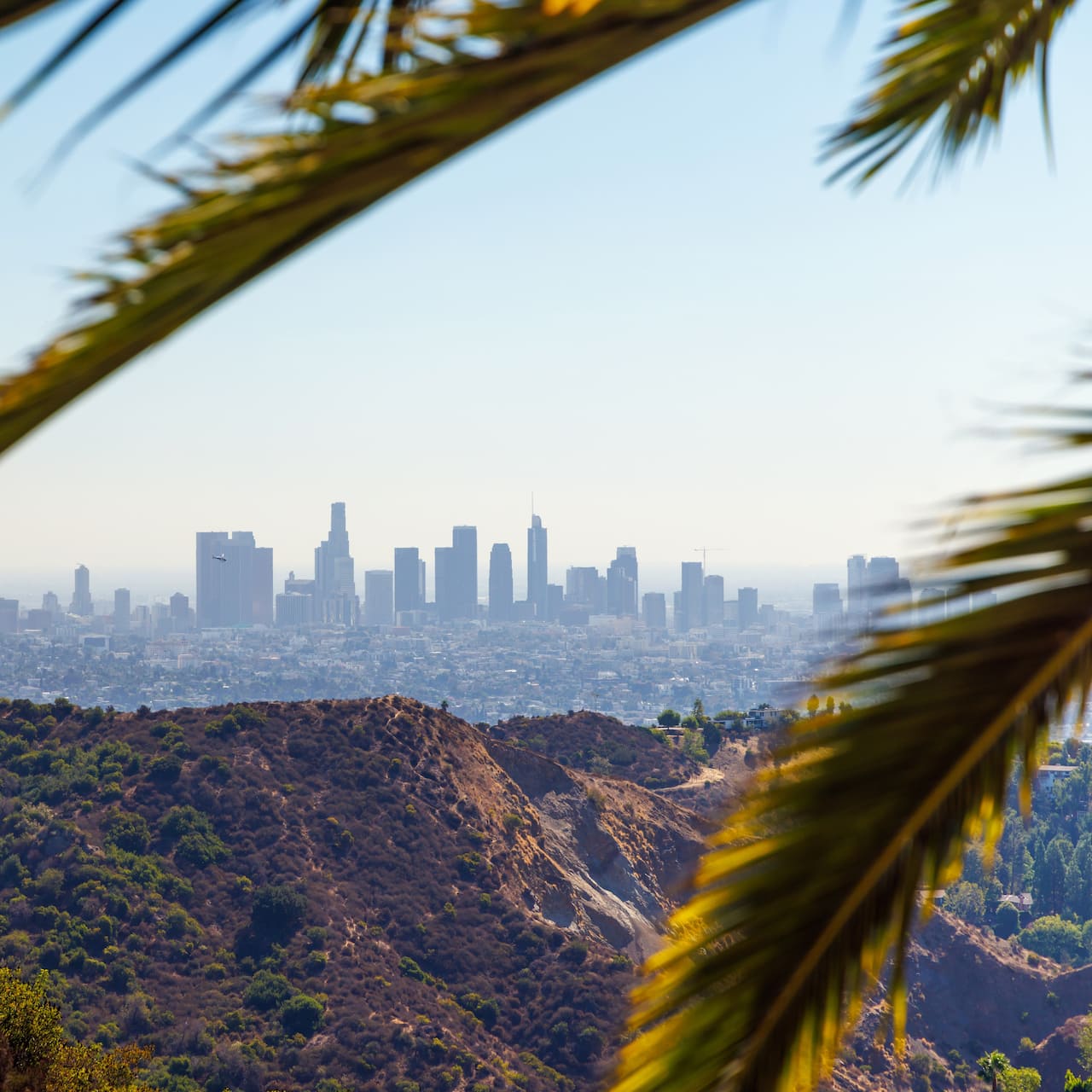 A landscape view of the city of Los Angeles with palm fronds