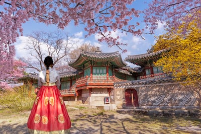 Woman in traditional Korean dress stands under cherry blossom in front of Changdeokgung Palace